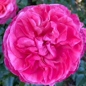 Meet your Posher, Kathryn